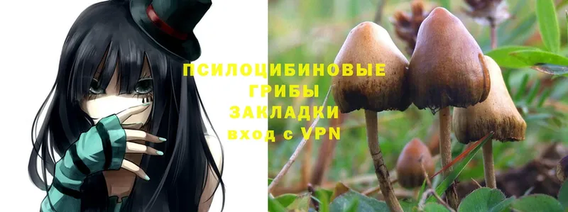 как найти закладки  Гусев  Псилоцибиновые грибы Magic Shrooms 